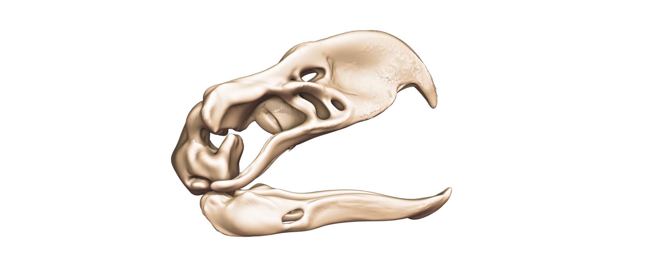 Terror Bird Gastornis
